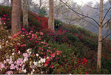 《JOJO的奇妙冒险 群星之战 重制版》川尻浩作角色预告